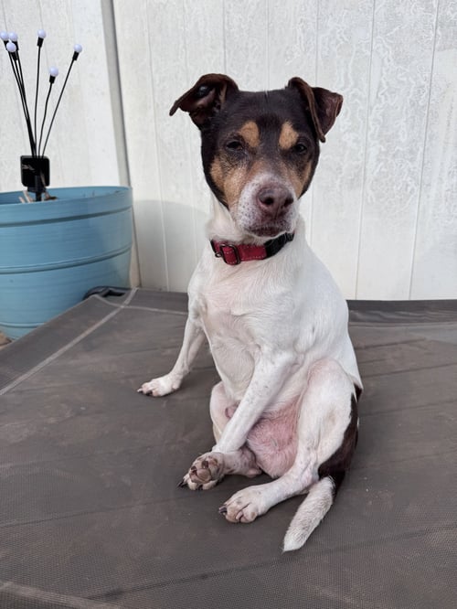 WOODFORD - Rat Terrier for adoption in Greenville