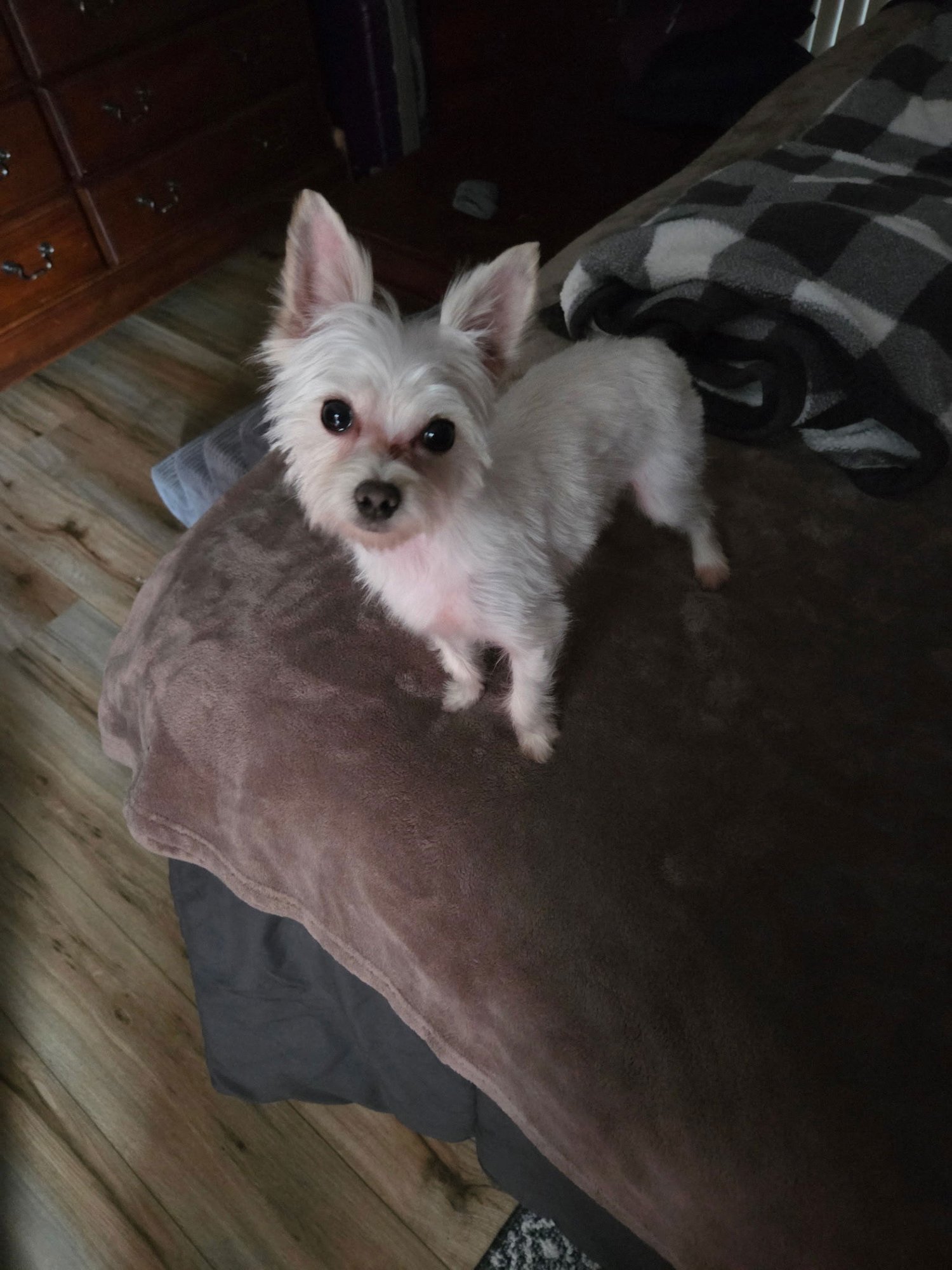 BEETLE BAILEY - Yorkshire Terrier Yorkie available for adoption