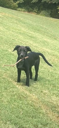 Lulu - Photo 2