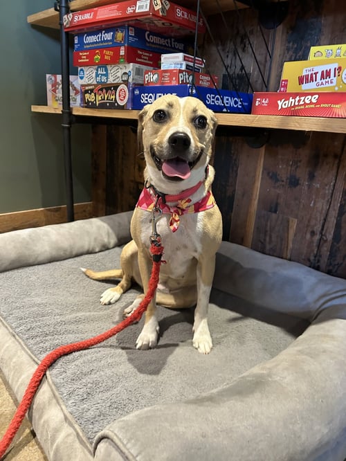 LADY BIRD - Beagle available for adoption
