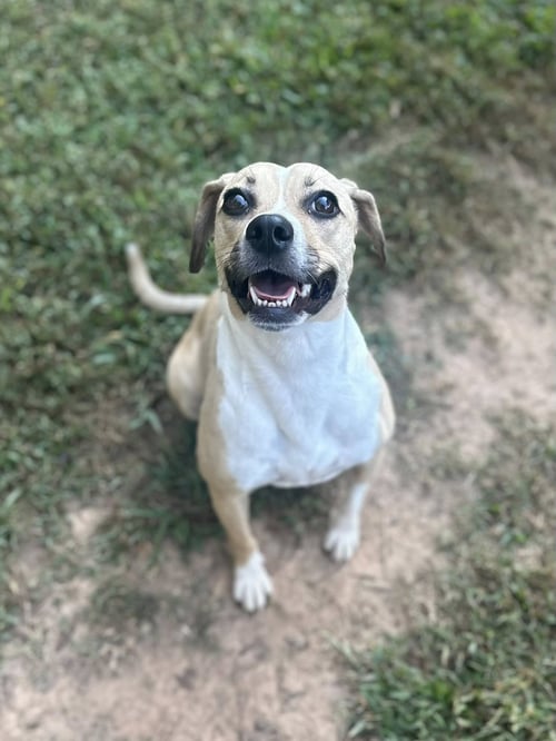 LADY BIRD - Beagle for adoption in Greenville