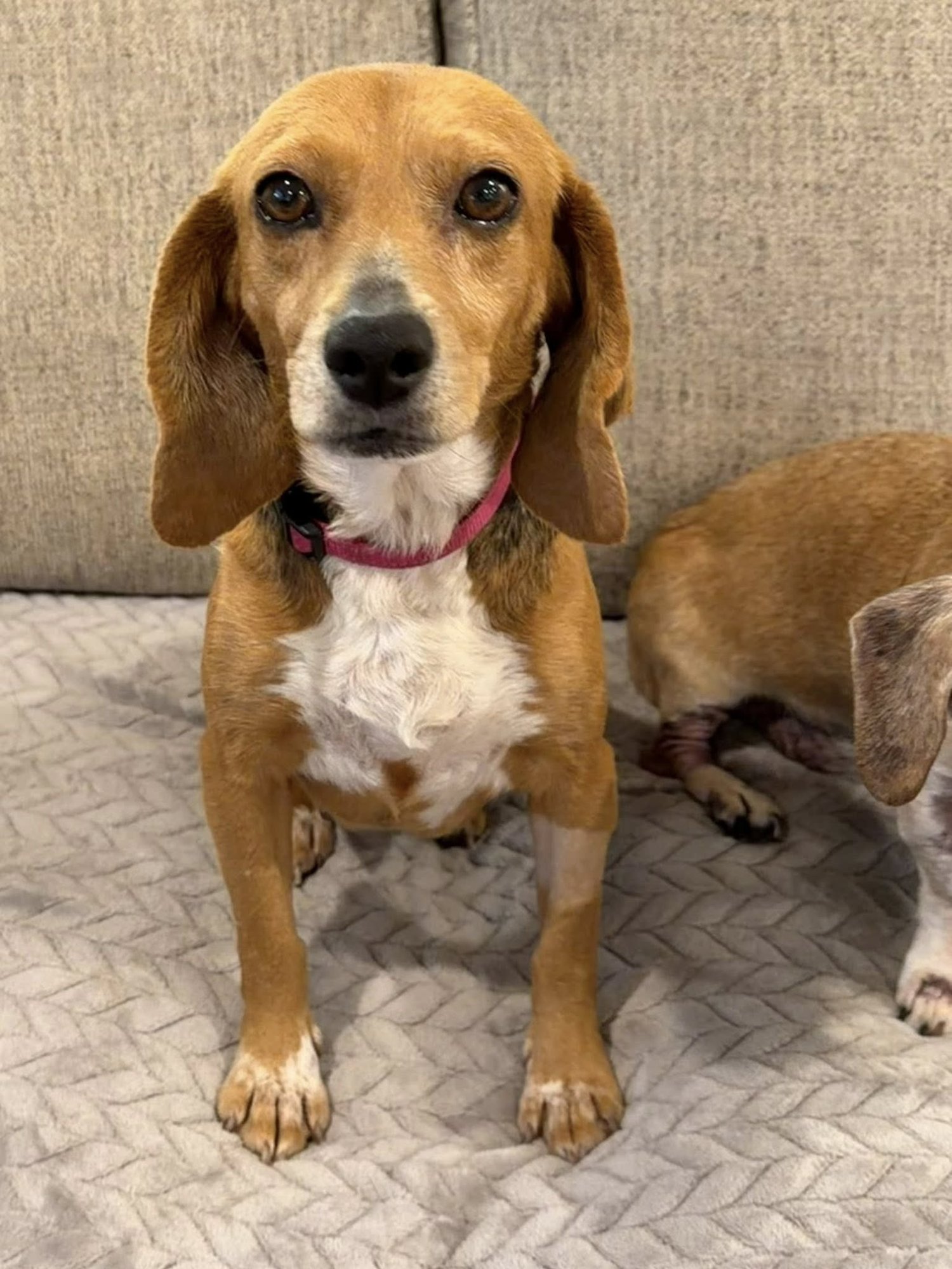 SUGARPLUM - Beagle available for adoption