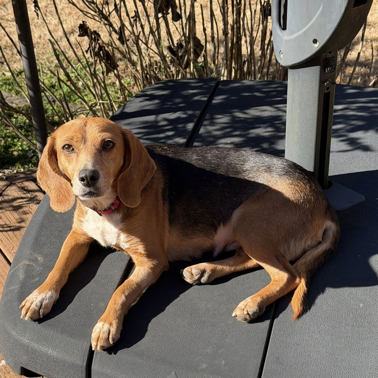 SUGARPLUM - Beagle available for adoption