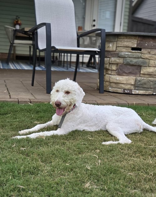 LENA - Poodle (unknown type) available for adoption