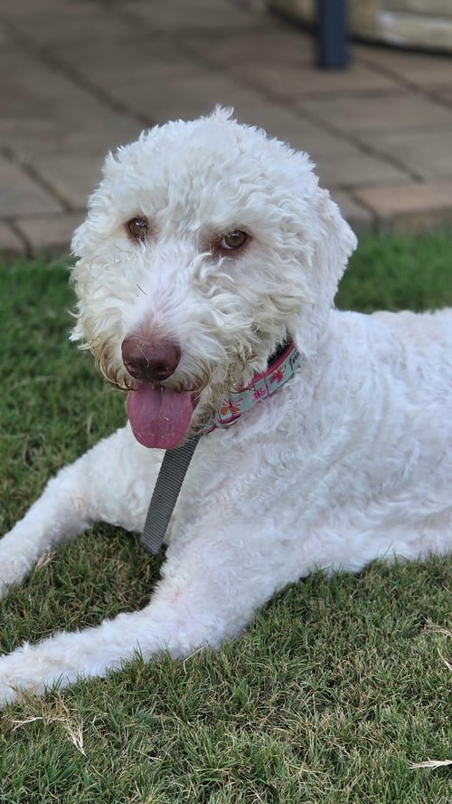 LENA - Poodle (unknown type) available for adoption