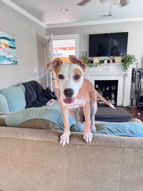 LINDY - Terrier available for adoption