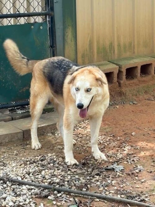 LOKI - Unknown available for adoption