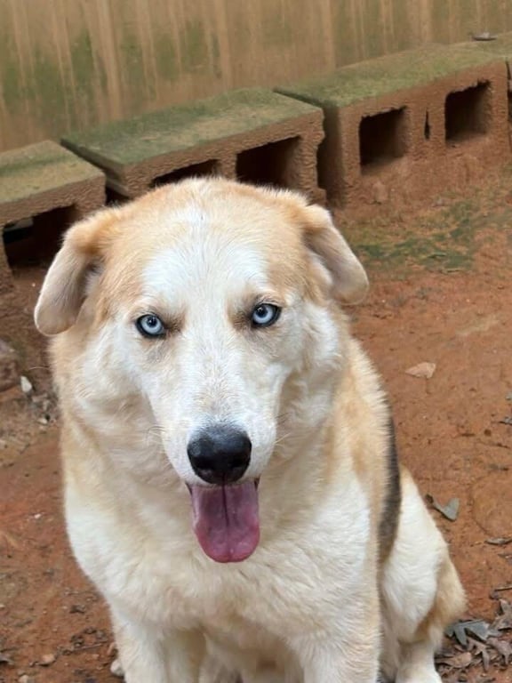 Loki Image