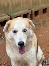 Loki - Photo 1