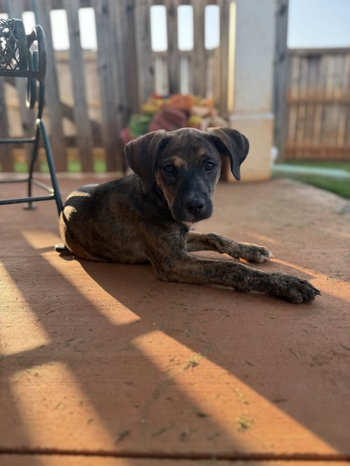 ALIBI - Terrier available for adoption