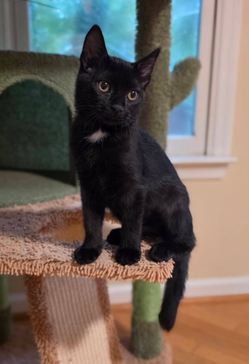 PRETZEL - American Shorthair available for adoption
