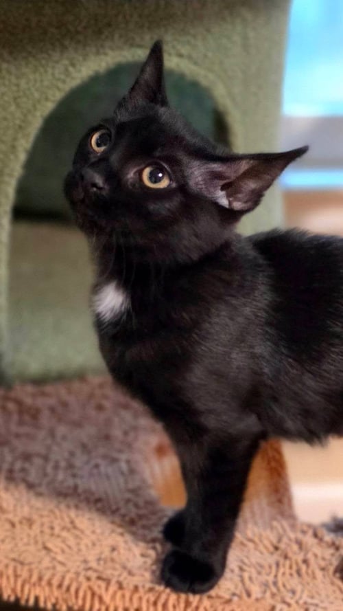 PRETZEL - American Shorthair available for adoption