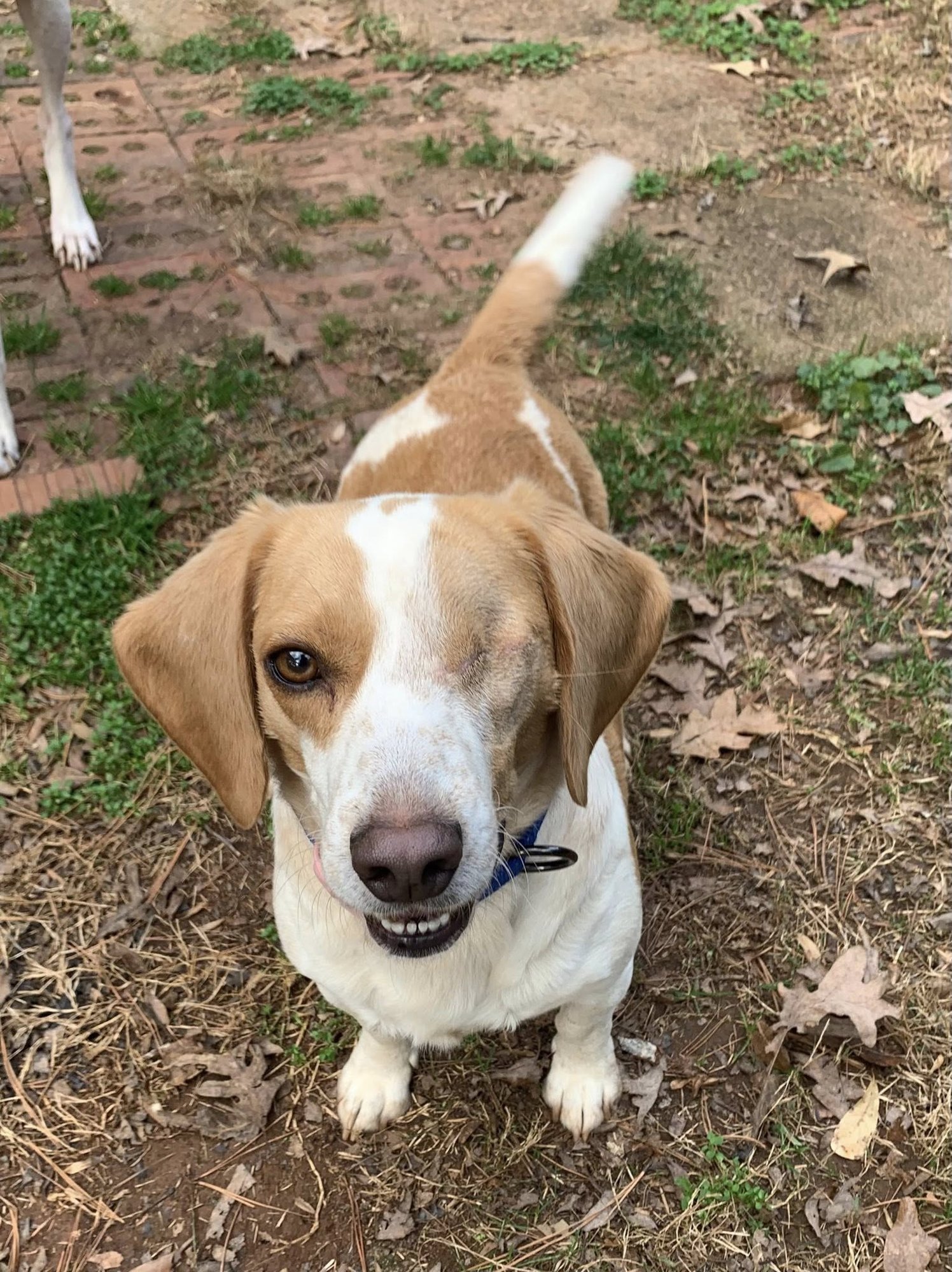 MUMFORD - Beagle available for adoption