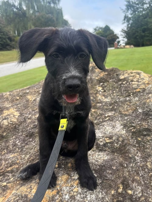 CLARK - Golden Retriever / Cattle Dog available for adoption