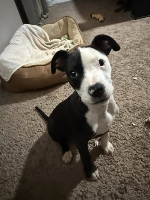 LIVVY LOU - Terrier available for adoption