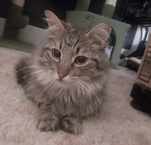 BAKER - Domestic Long Hair for adoption in Greenville