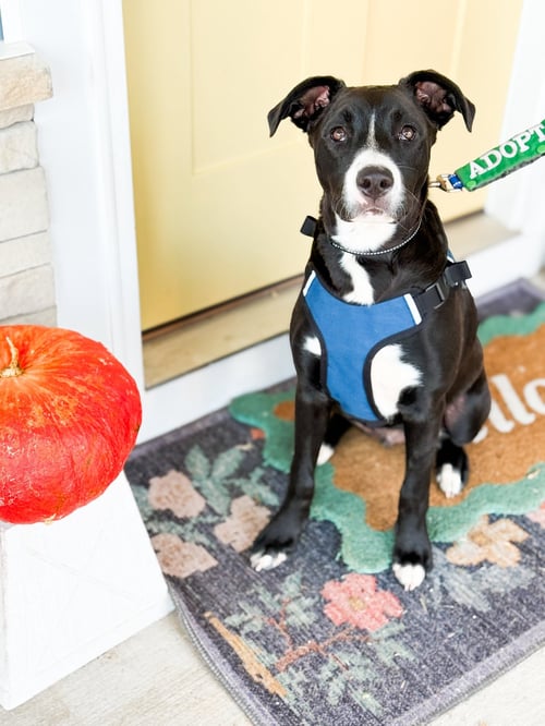GHIRARDELLI - Terrier available for adoption