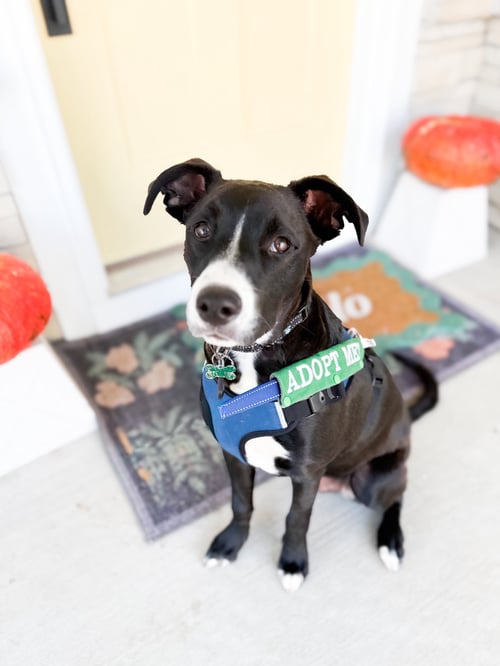 GHIRARDELLI - Terrier available for adoption
