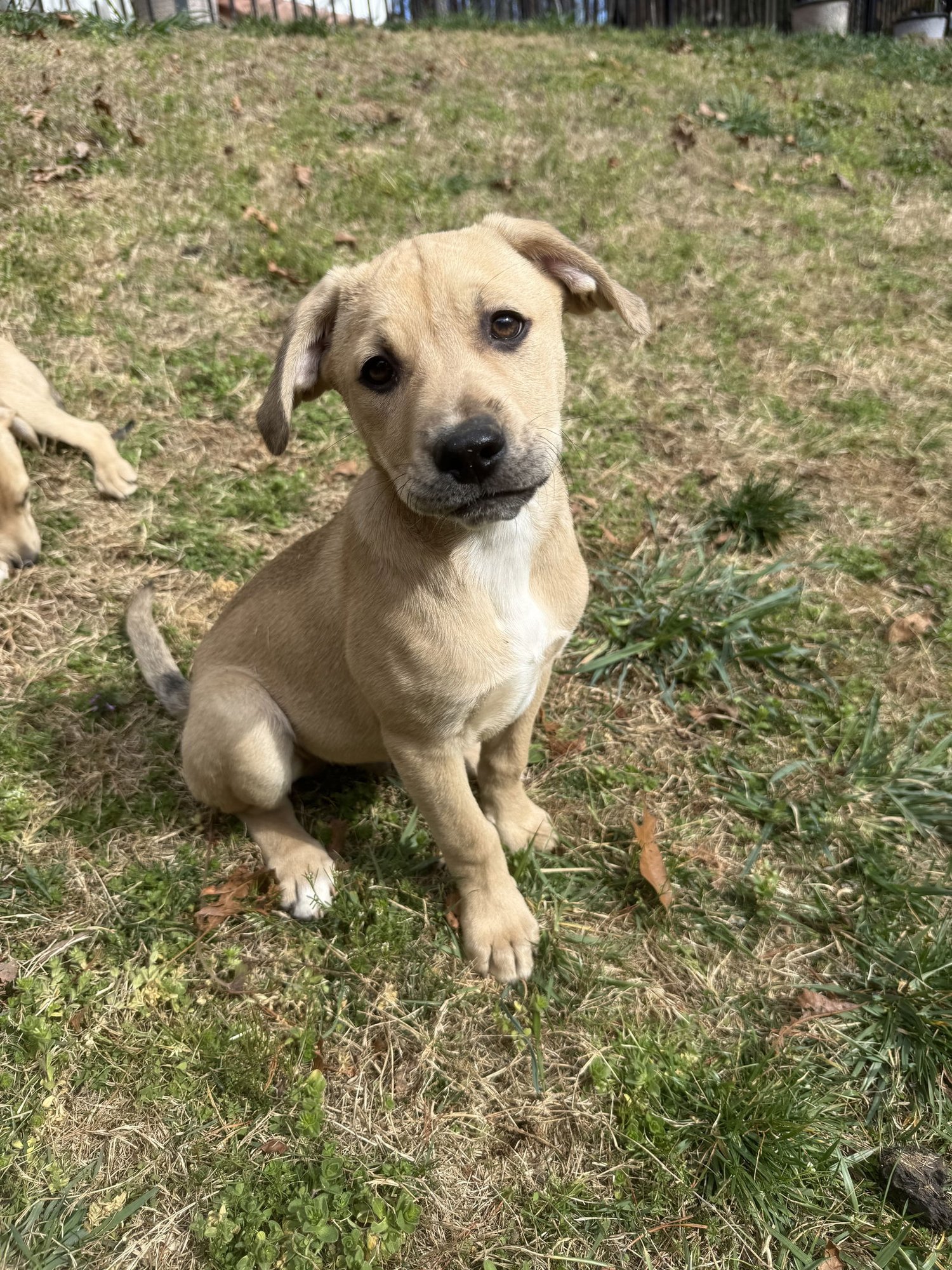 KODA - Retriever available for adoption