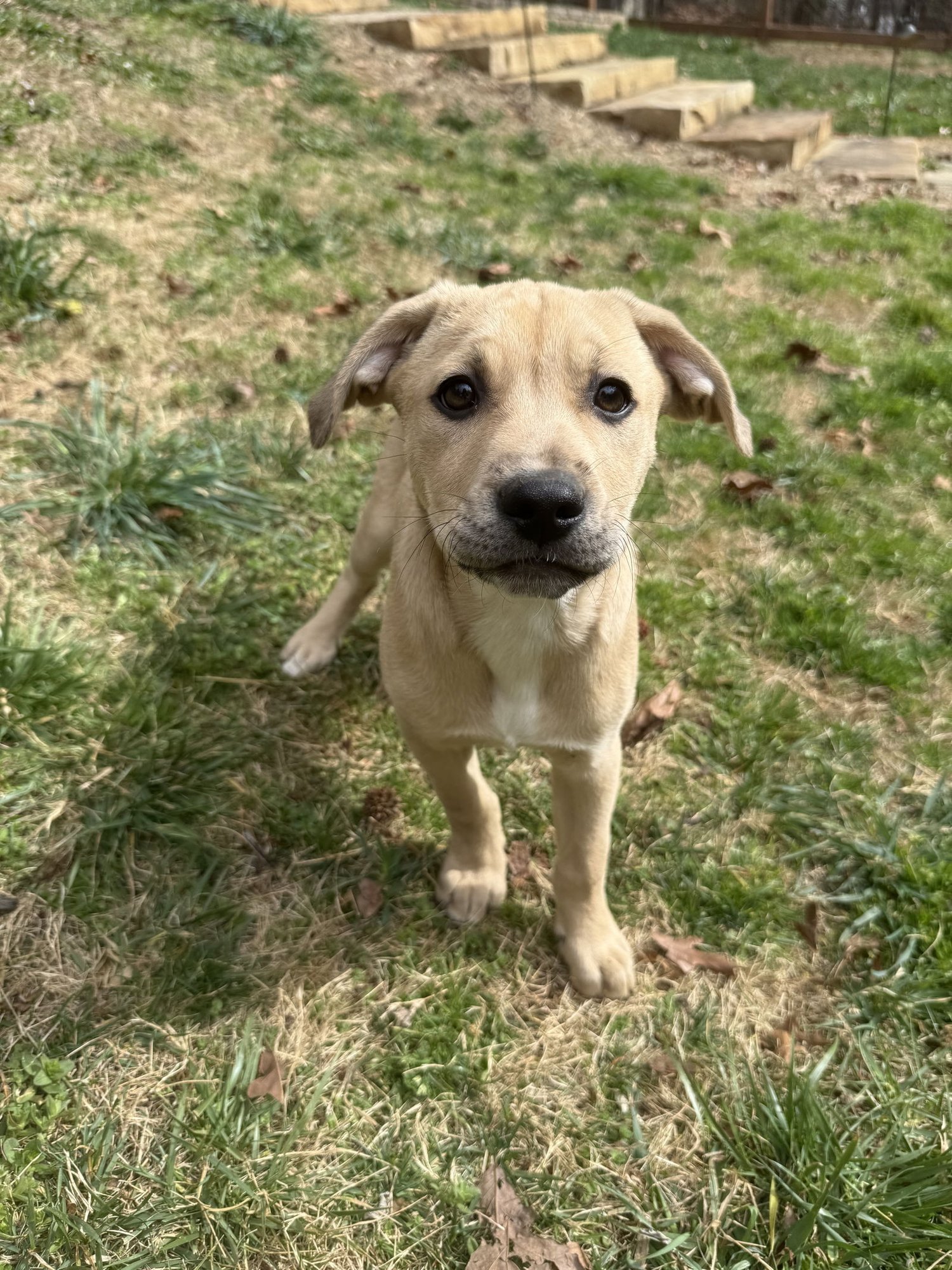 KODA - Retriever available for adoption
