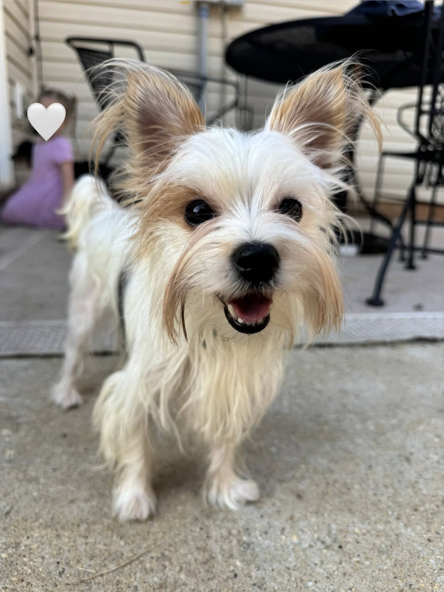 SUSHI - Yorkshire Terrier Yorkie available for adoption