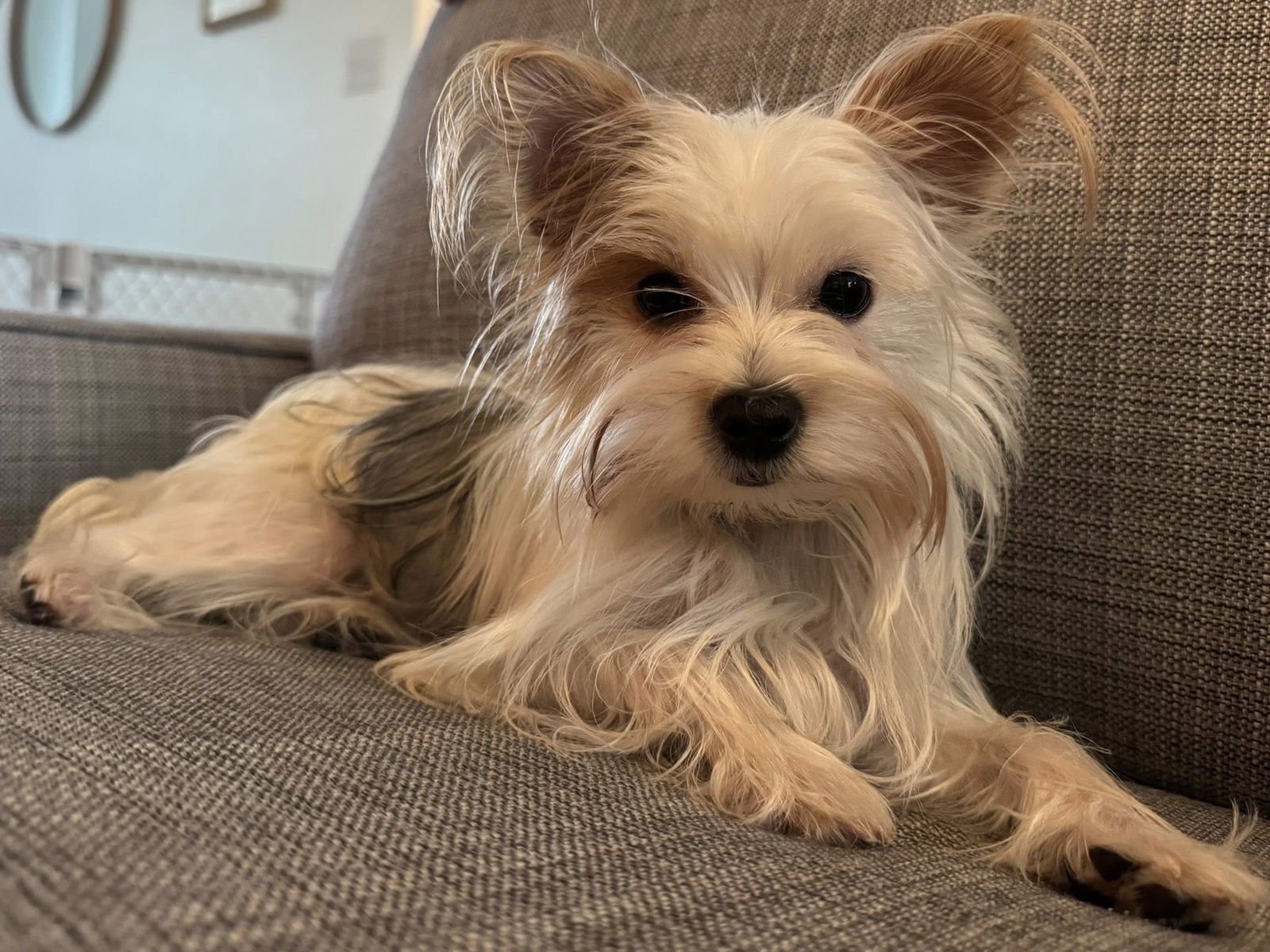 SUSHI - Yorkshire Terrier Yorkie available for adoption