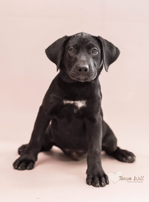 LEMON - Labrador Retriever available for adoption