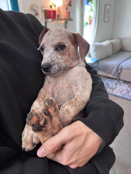 LJ - Hound available for adoption