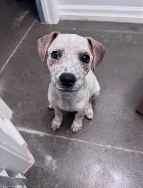 LJ - Hound available for adoption