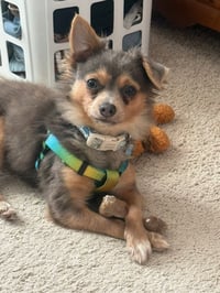 Crouton - Photo 1
