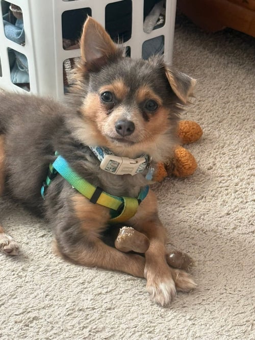 CROUTON - Chihuahua available for adoption