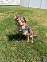 Crouton - Photo 2
