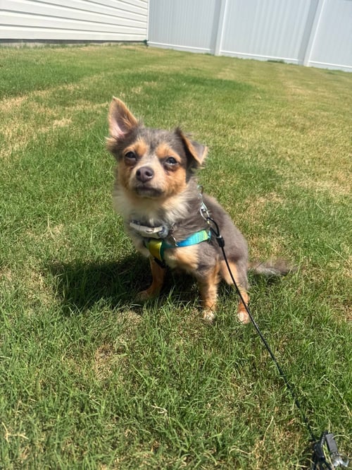 CROUTON - Chihuahua available for adoption