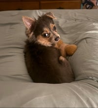 Crouton - Photo 3