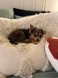 Crouton - Photo 4