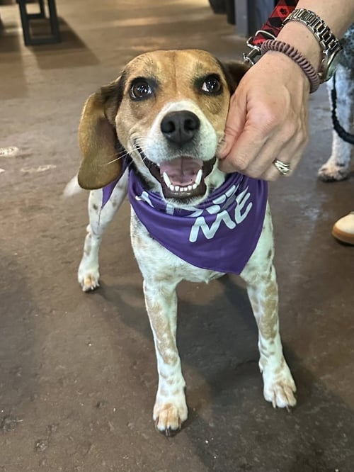 SAMMIE - Beagle available for adoption