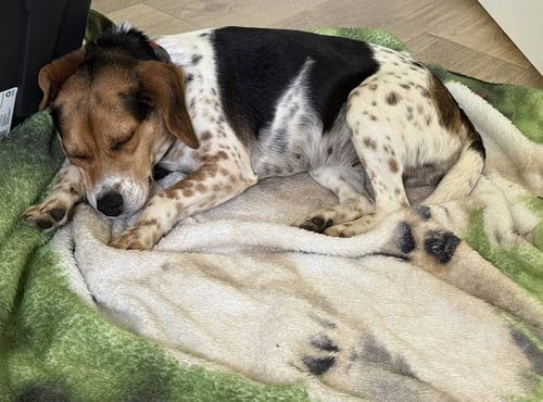 SAMMIE - Beagle available for adoption