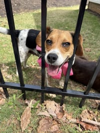 Sammie - Photo 3
