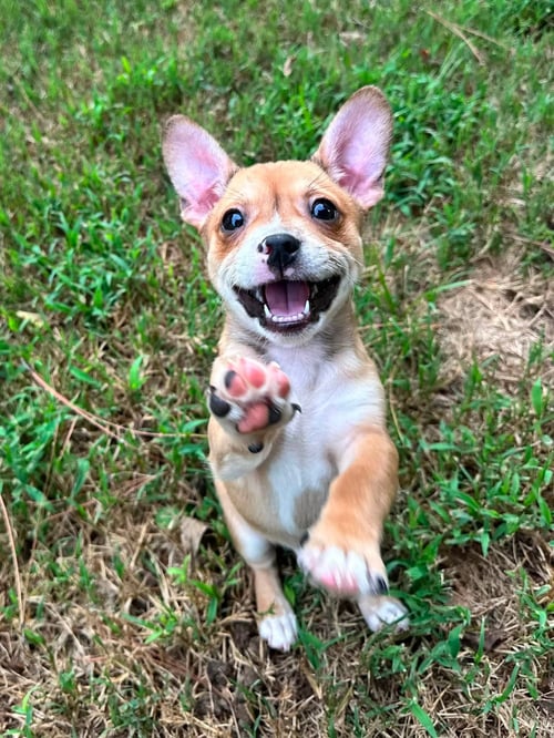 SAMSUNG - Chihuahua available for adoption
