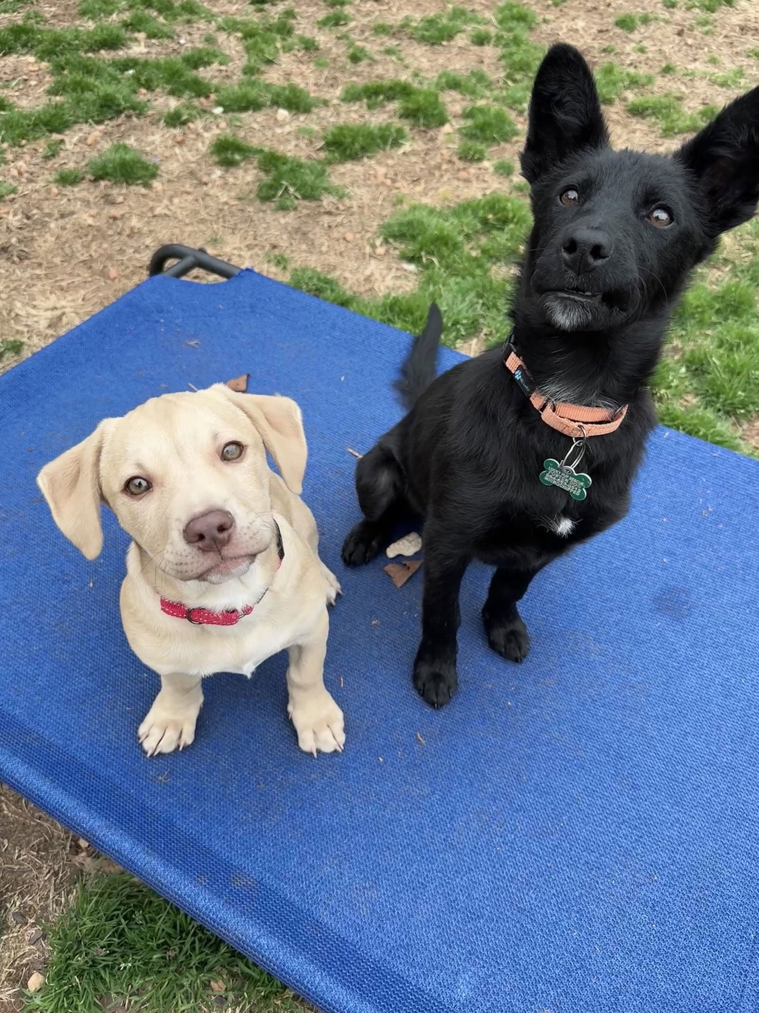 BOOG - Retriever available for adoption