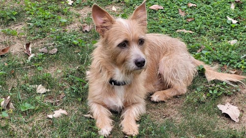 HARRY - Terrier available for adoption