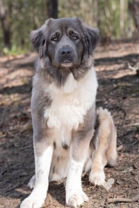 Isabella - Photo 3