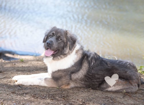 ISABELLA - Shepherd available for adoption