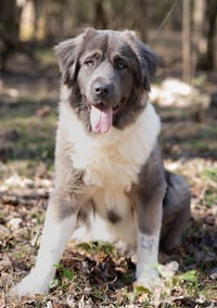 Isabella - Photo 1