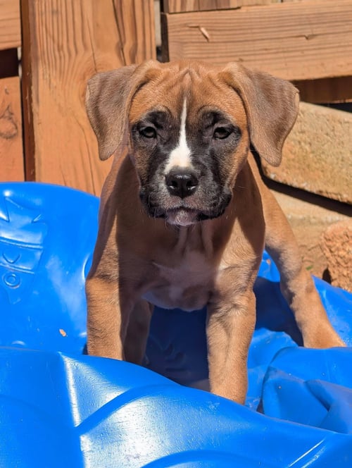 RHIANNA - Mastiff available for adoption