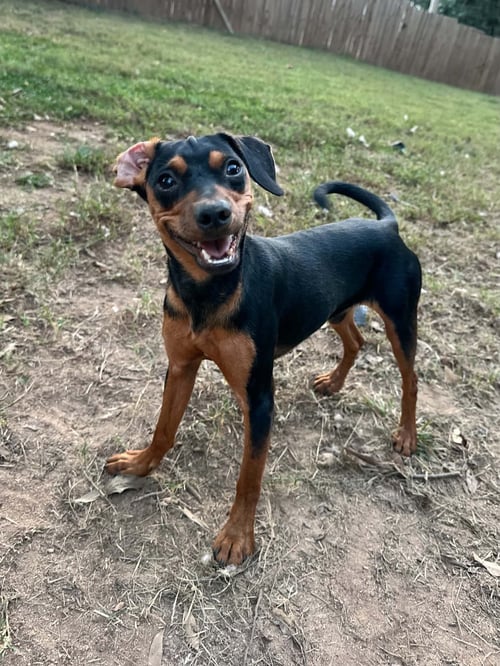 LUTHER - Chihuahua available for adoption