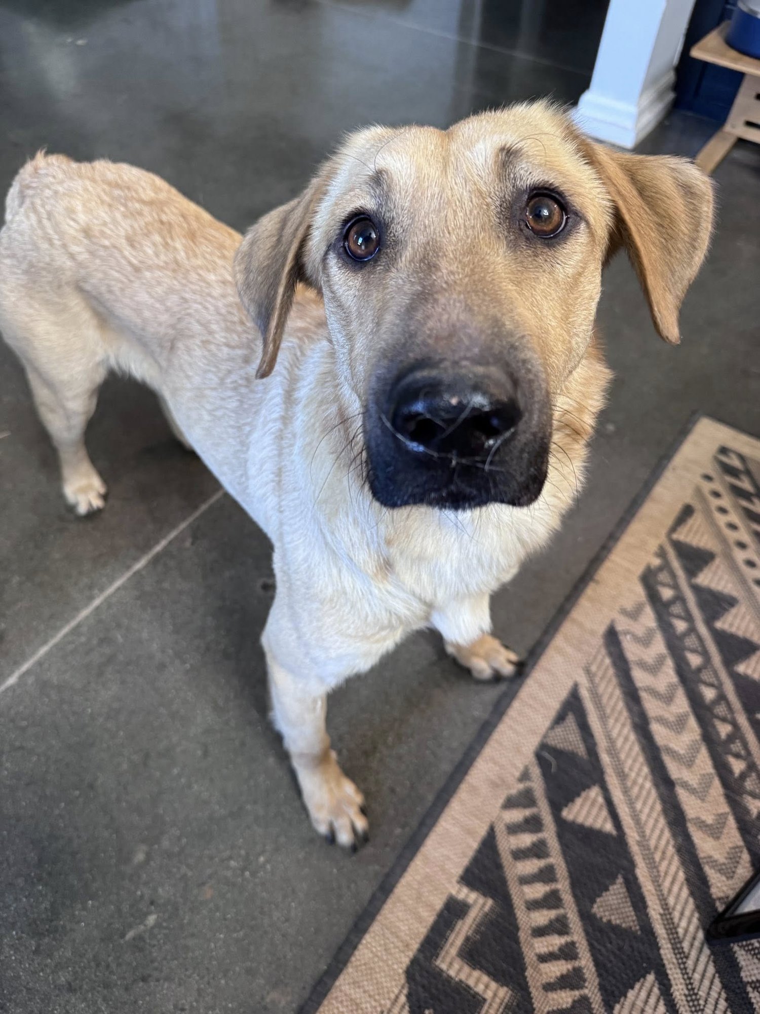 MEGATRON - Shepherd available for adoption