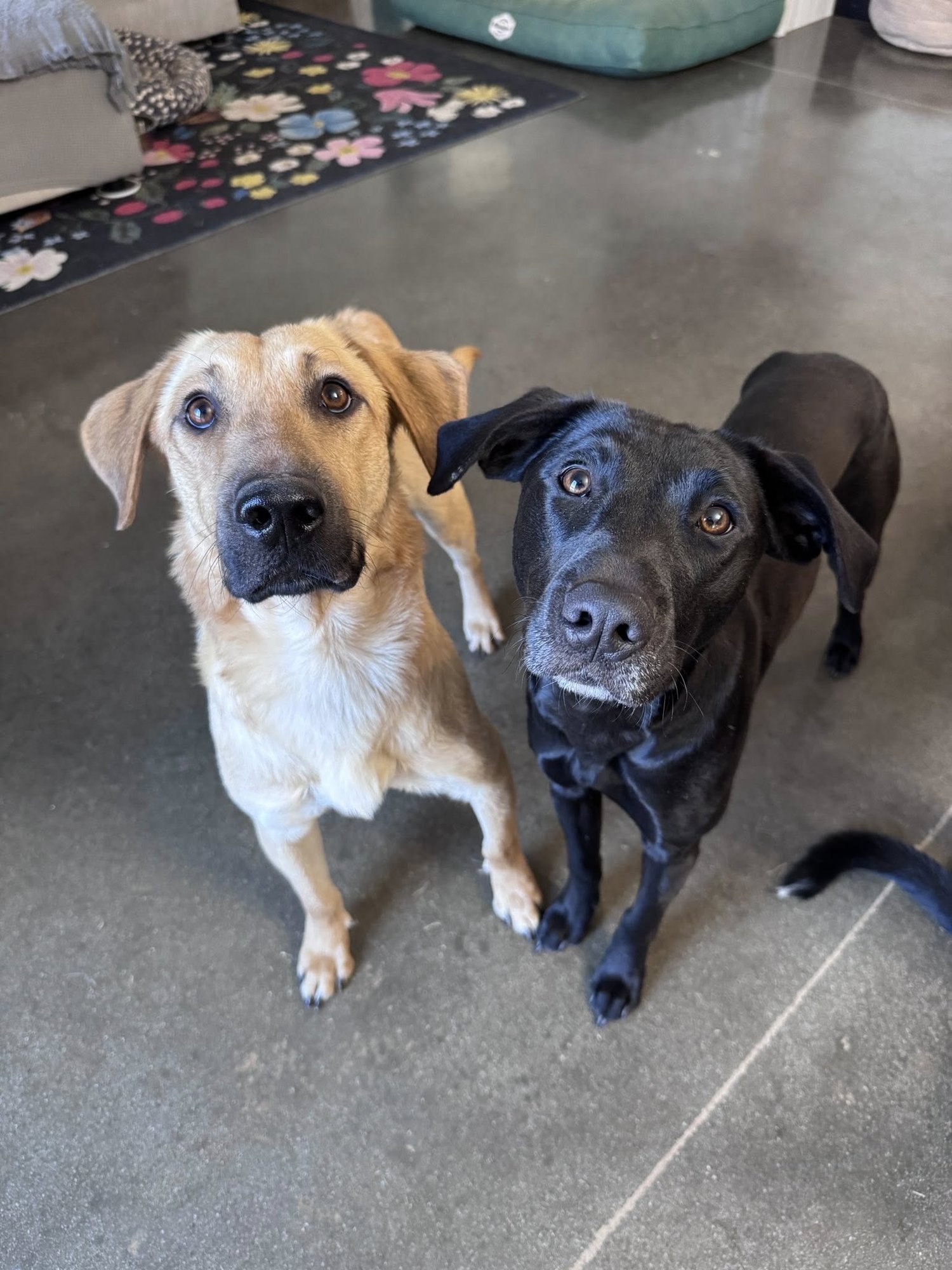 MEGATRON - Shepherd available for adoption