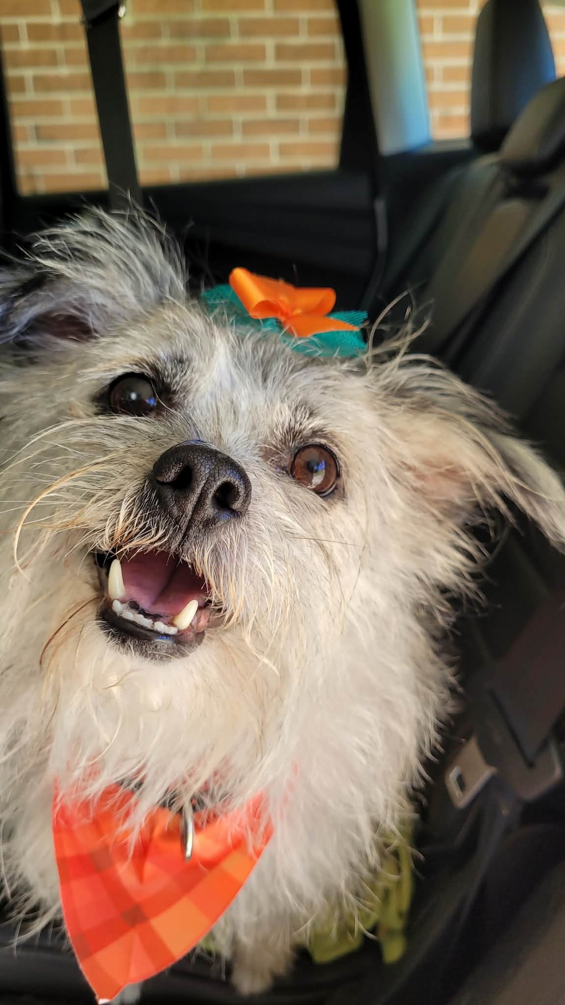 TIA - Yorkshire Terrier Yorkie available for adoption