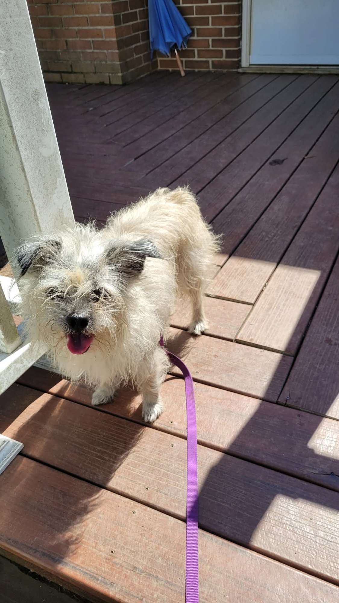 TIA - Yorkshire Terrier Yorkie available for adoption